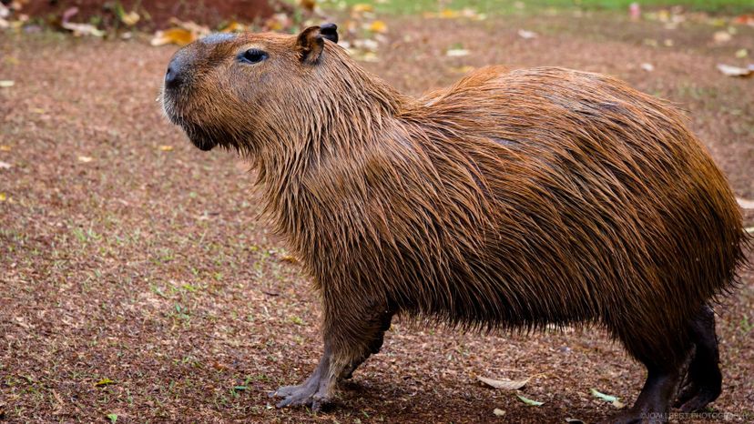 capybara