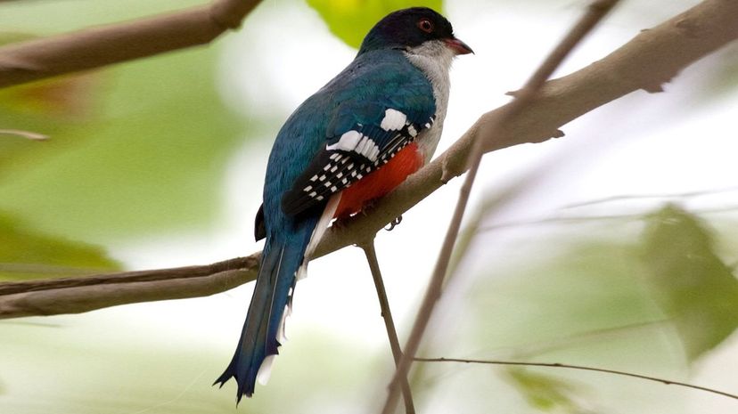 Cuban Trogon