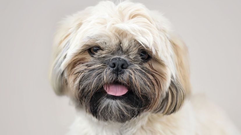 Shih Tzu