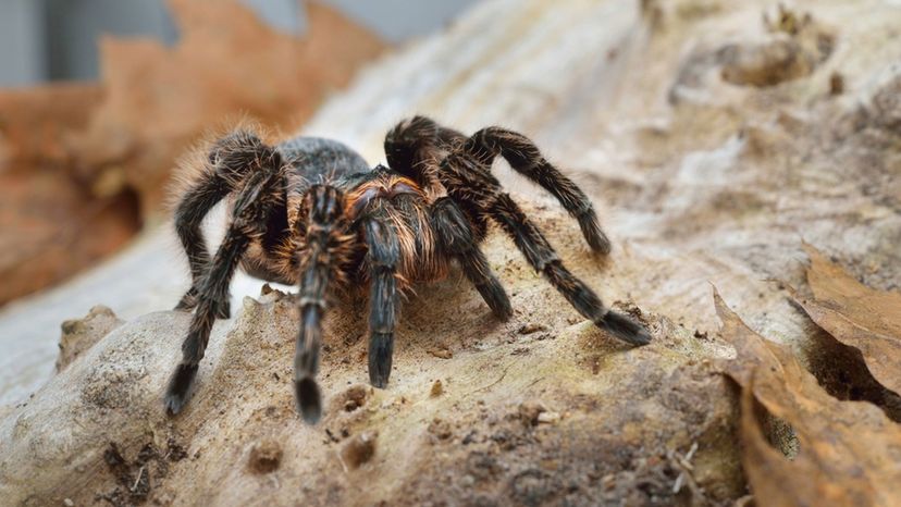 Curlyhair Tarantula