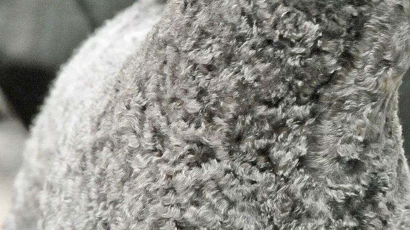 Kerry blue terrier fur