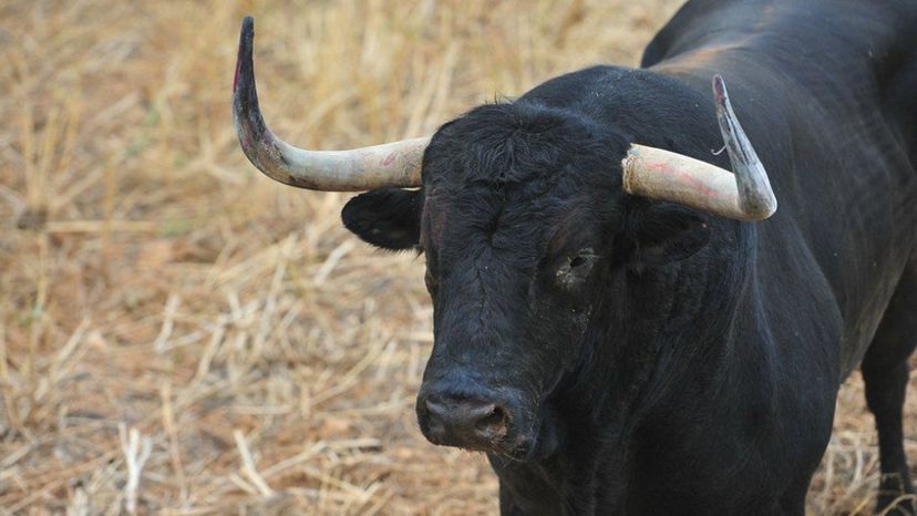 Bull
