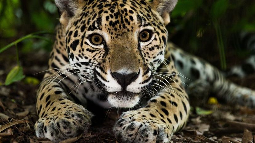 Is Your Spirit Animal a Lion, Jaguar, or a House Cat?