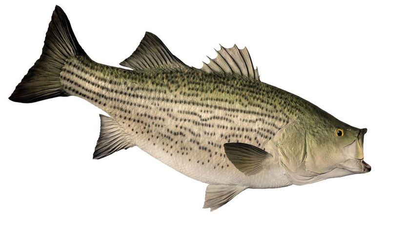 Hybrid Bass