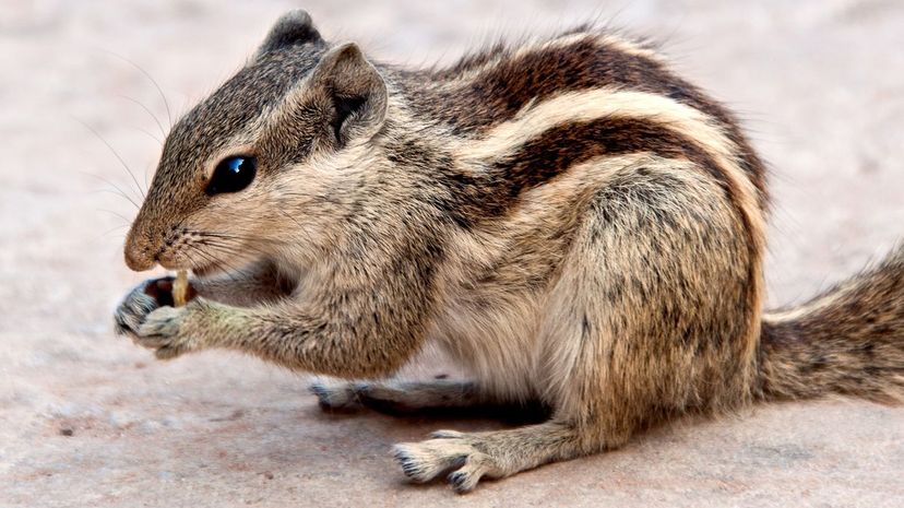 Chipmunk