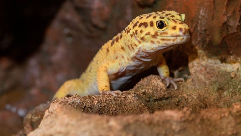 Leopard Gecko