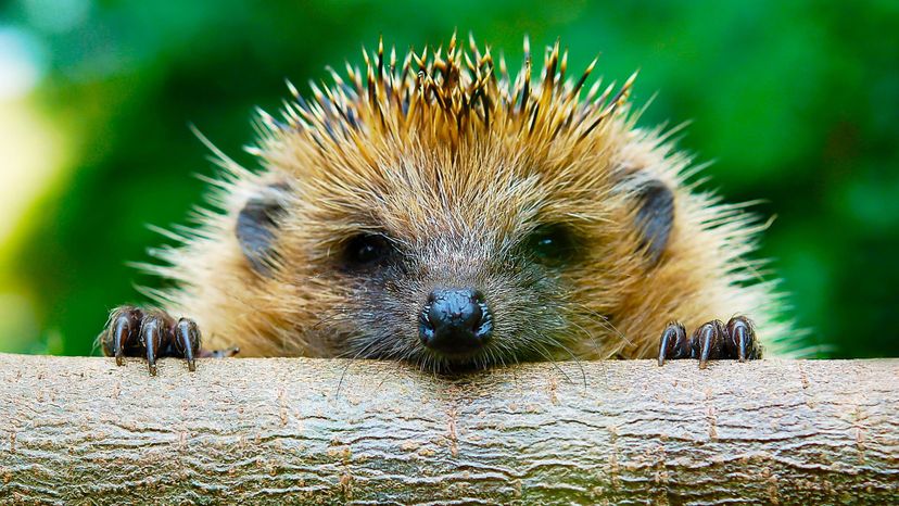 Can You Identify These New Zealand Mammals?