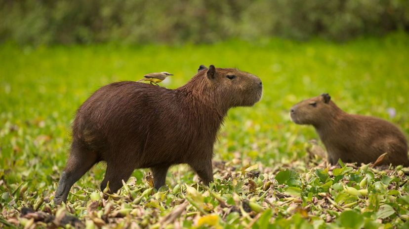 Capybara