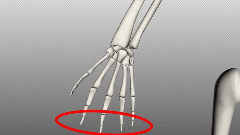 distal phlanges