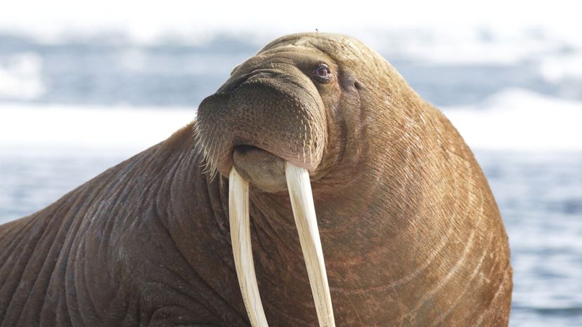 Walrus