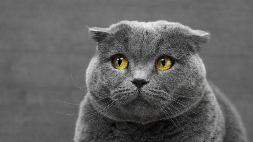 Gray cat