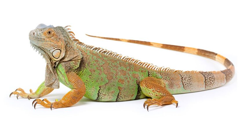 Iguana