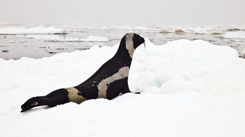 Ribbon Seal