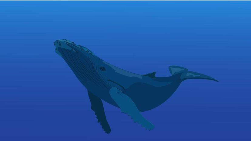 Blue Whale