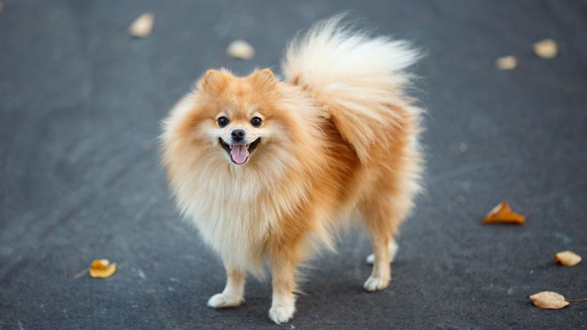 Pomeranian