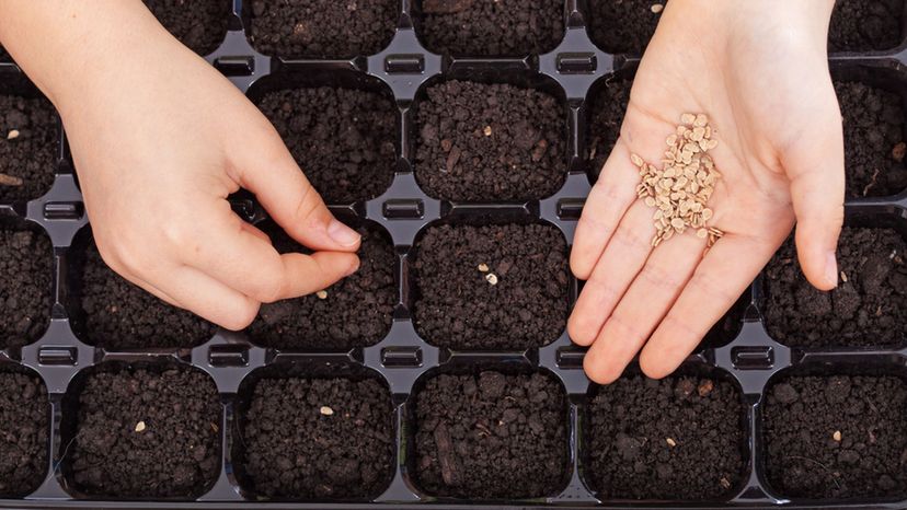 Seed Trays