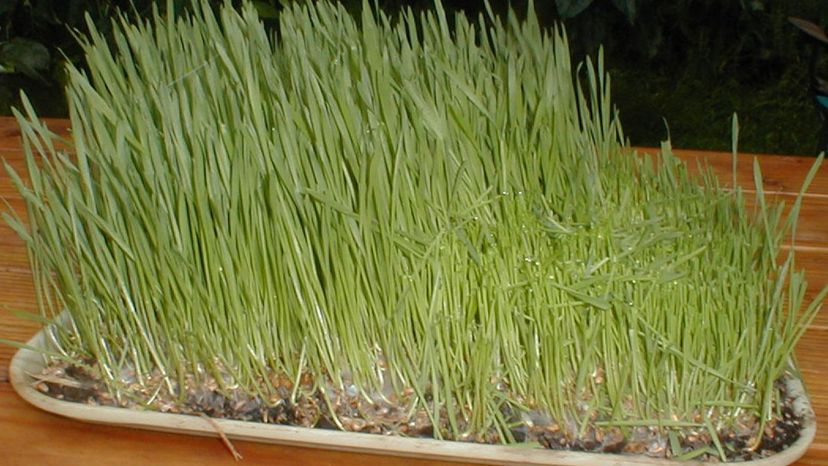 WheatGrass