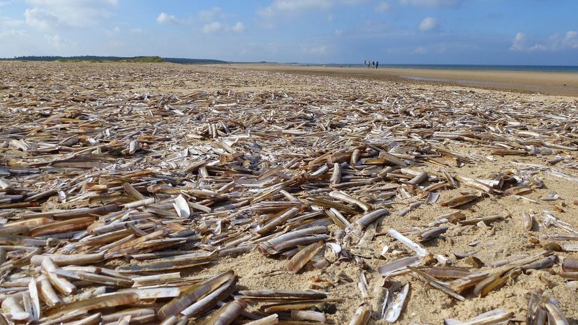 Razor_Clam_Shells