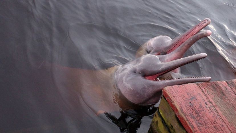 Pink River Dolphin