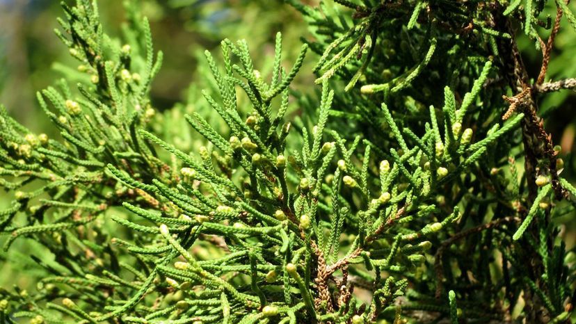 34 Bermuda_Cedar_with_male_cones