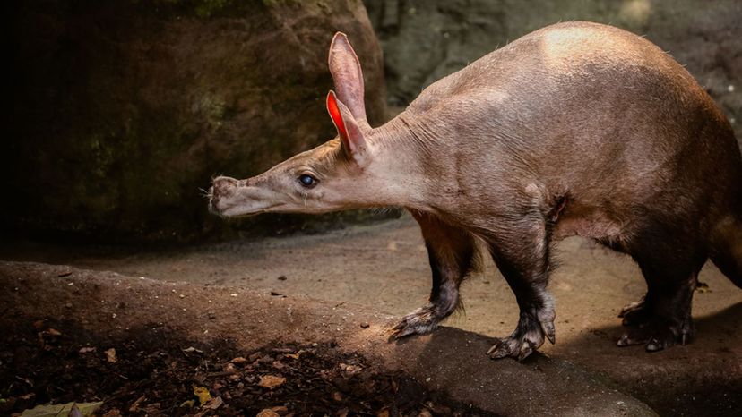 aardvark