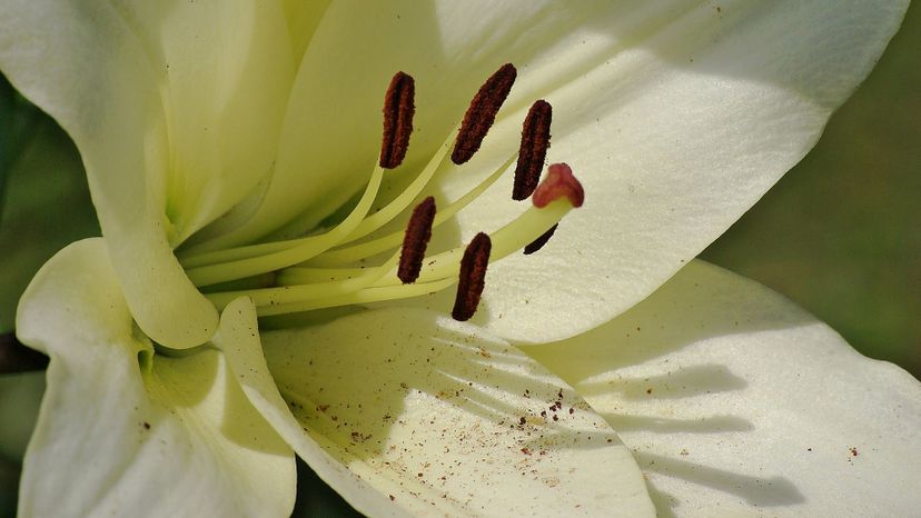 Lilies (lilium genus)