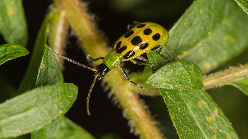 cucumber beetle