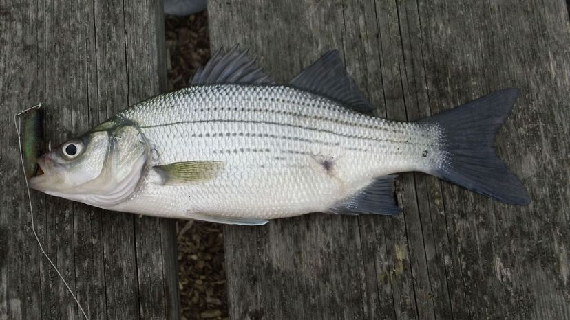 White bass