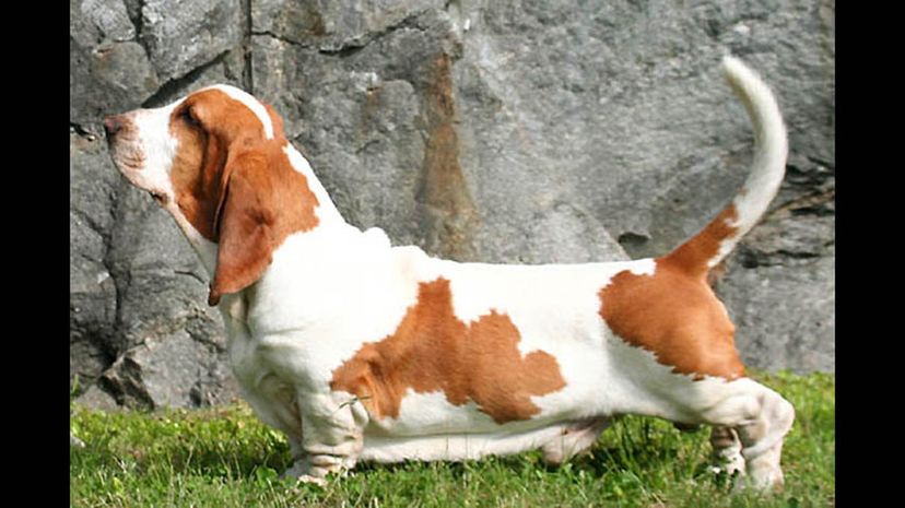 Basset hound