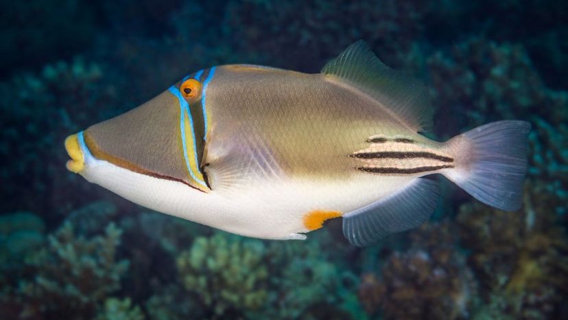 Huma huma triggerfish