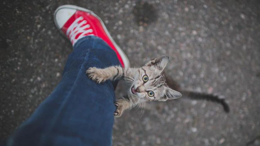 Climbing kitten