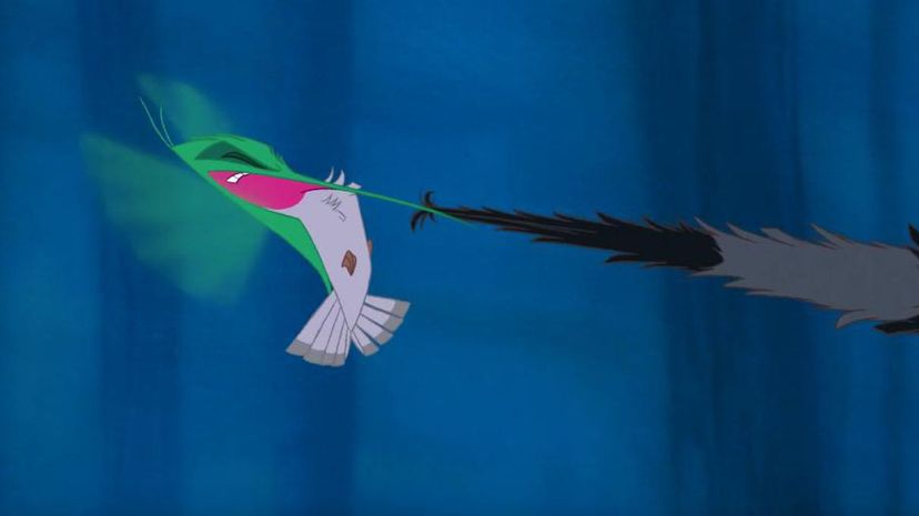 Flit and Meeko