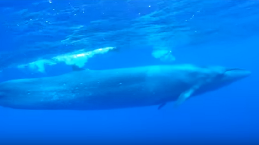 sei whale