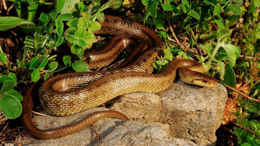 Italian Aesculapian Snake