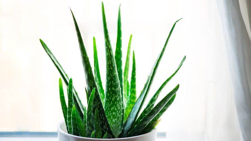 Aloe vera