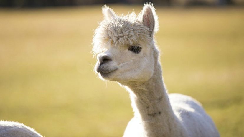 Alpaca