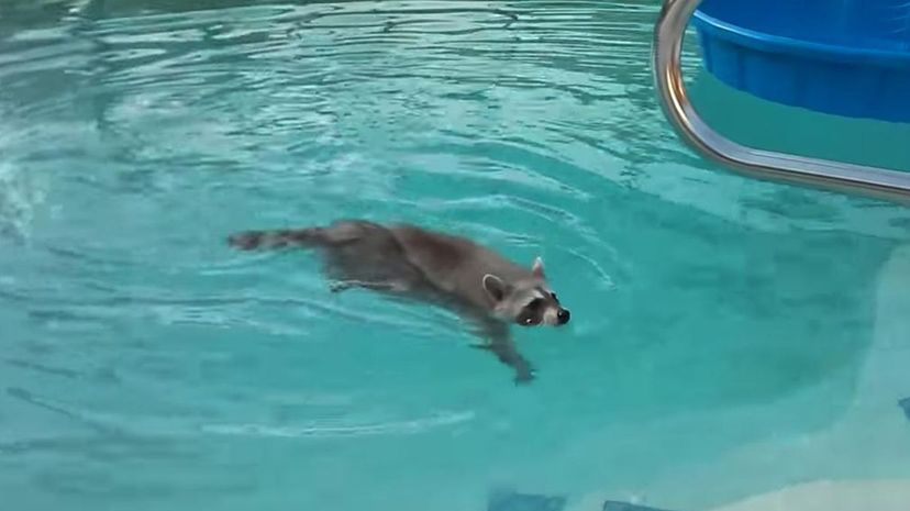Raccoon swim