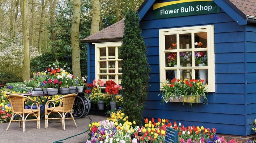 Flower bulb shop
