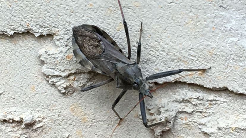 Wheel Bug