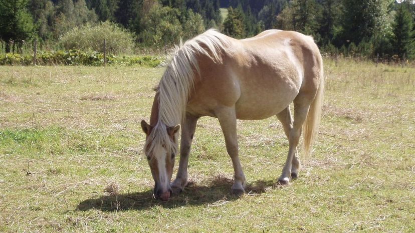 Haflinger