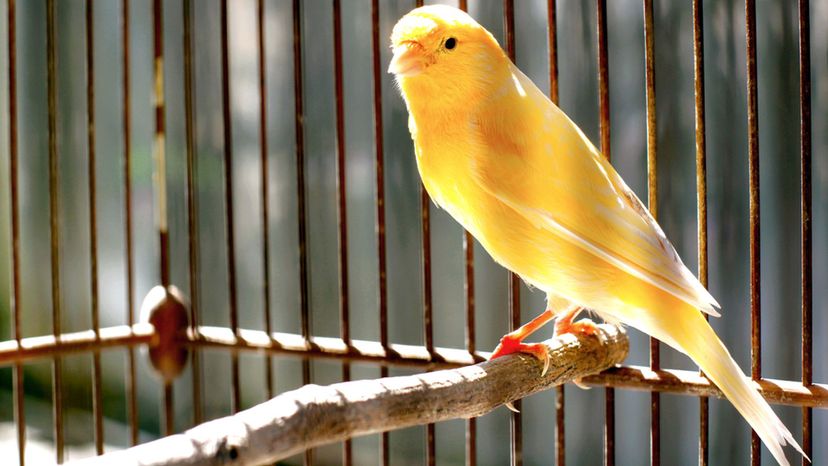 Canary Bird