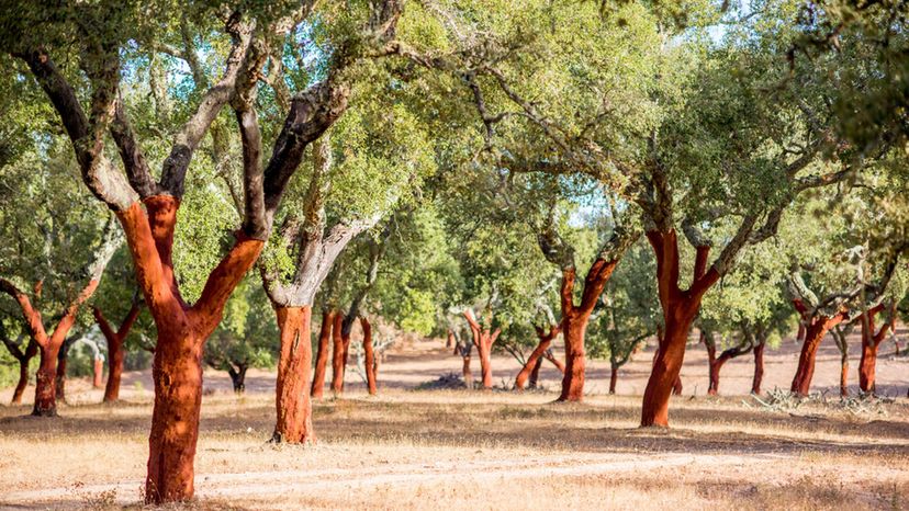 cork oak