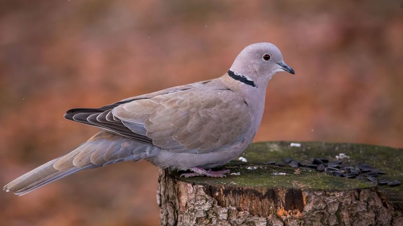 Collared Dove