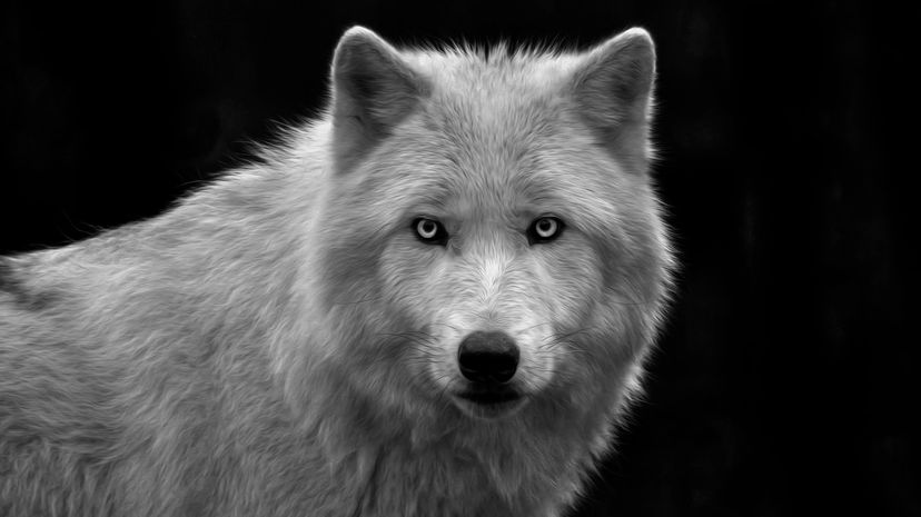 Lakota Wolf