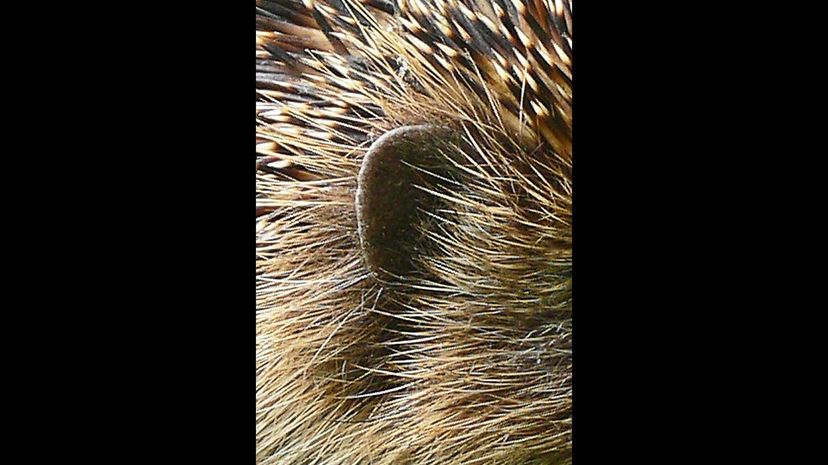 Hedgehog