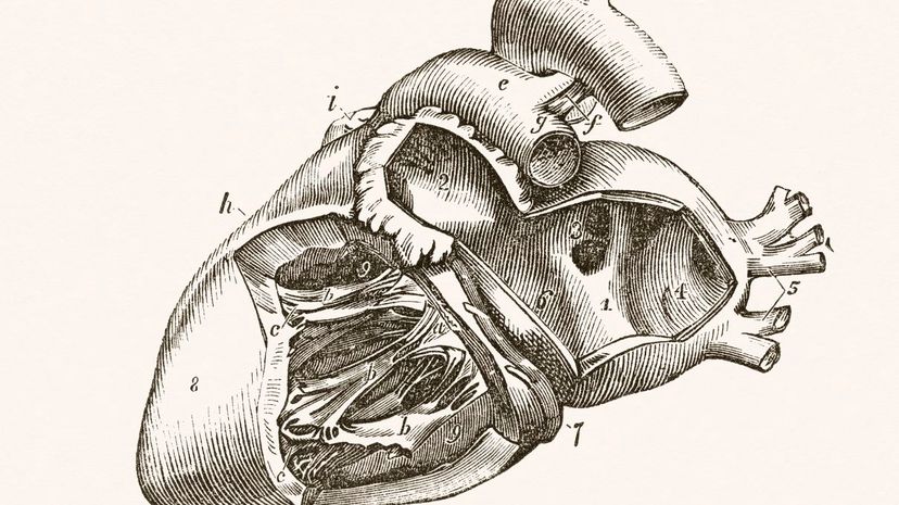 24 left atrium role