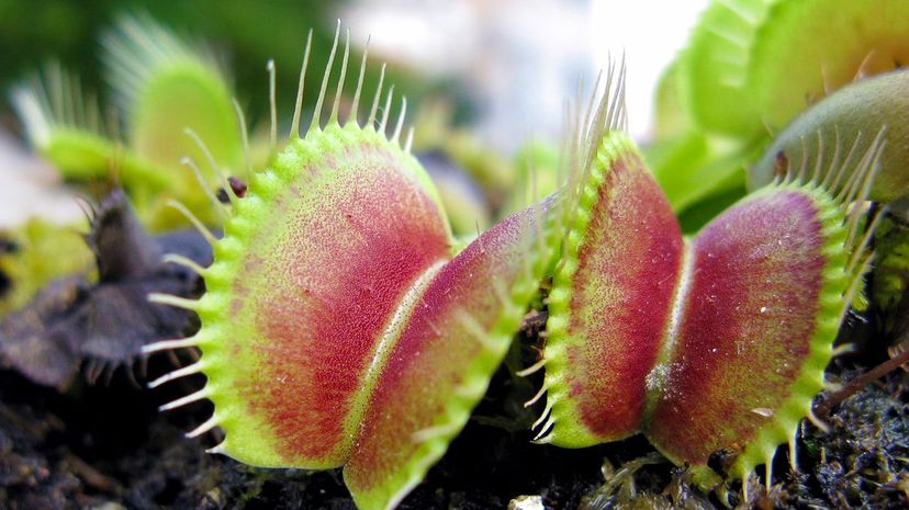 28 Venus flytrap