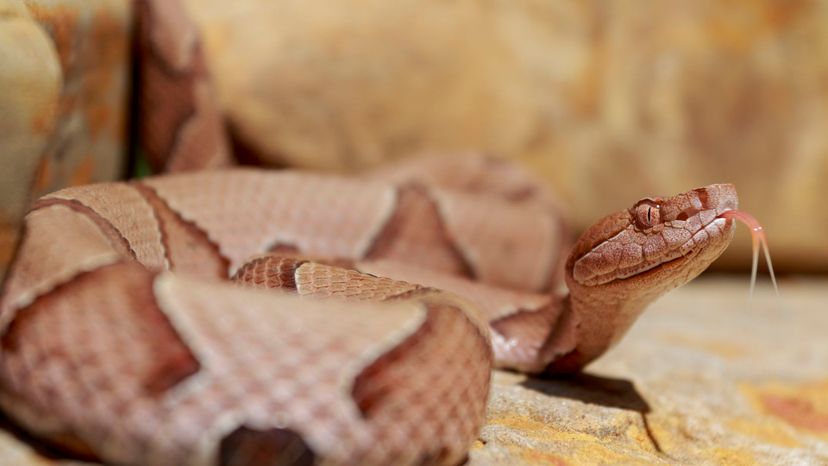 copperhead viper