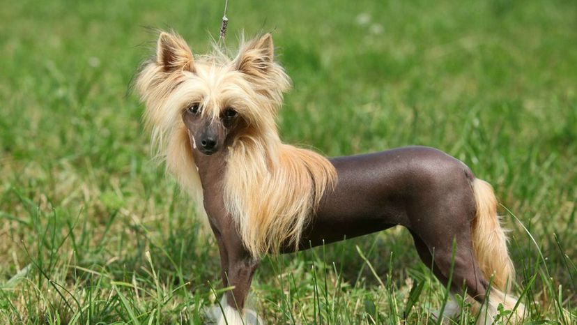 Chinese crested