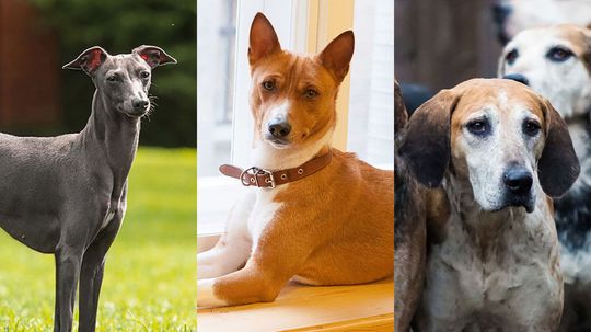 Can You Identify These Short-Haired Dog Breeds from an Image?